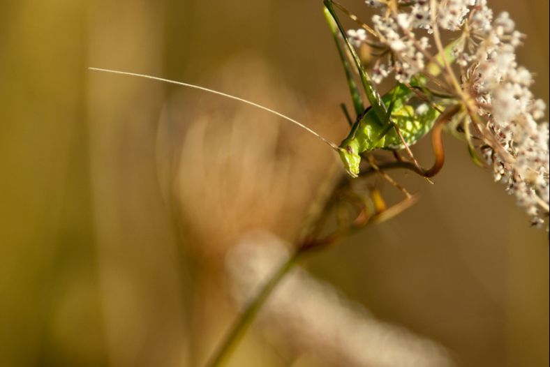 Curieuses antennes