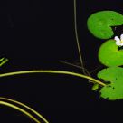Water Plant