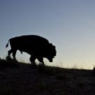 Buffalo in Hayden Valley