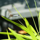 Dragonfly At Rest