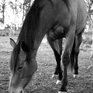 Quiet Graze
