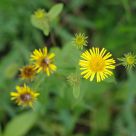 Brilliantly blooming