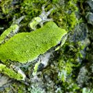 Tree frog