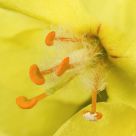 Stamens