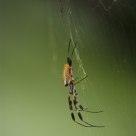 Golden Silk Orb Weaver with Courting Male