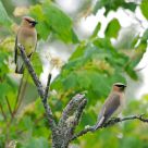Cedar Waxwings