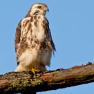 Buizerd (Buteo buteo)