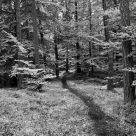 The Path