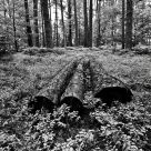 Three Dead Trees