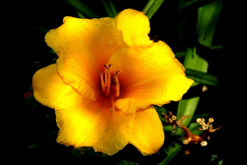 Golden Yellow Blossom