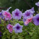 After the Rain