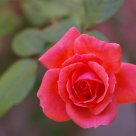 Lovely Pink Rose