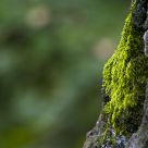 Moss on the tree
