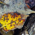 Frost On The Leaves