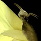 The spider on the petal