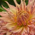 Dinner Plate Dahlia