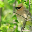 Cedar Waxwing details