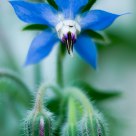 Small dark blue flower
