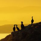 Cormorants At Sunset