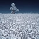 Cosmic Soy Field