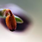 orchid bud