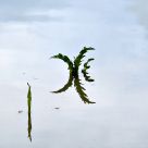 weed in water
