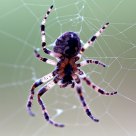 tiger arachnida