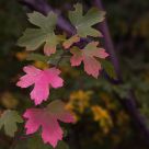 Summer Turns to Autumn