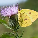 Colias philodice