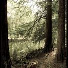 Magic forest