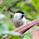willow tit