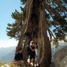Tenacious tree