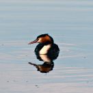 Great Crested Grebe