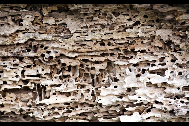 woodworm