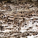 woodworm
