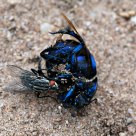 to late fo the beetle