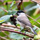 Willow tit