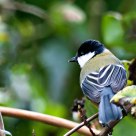 great tit