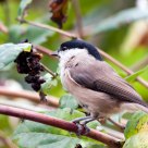 willow tit