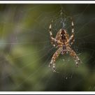 AraÃ±a en la red