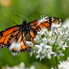 Danaus plexippus