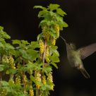 Picaflor chico (Sephanoides sephaniodes)