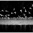 Gull dance B&W