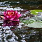 lily in pond