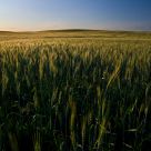 Golden fields of wheat