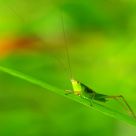 Little Grass Jumper