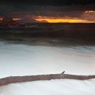 A tree in waves