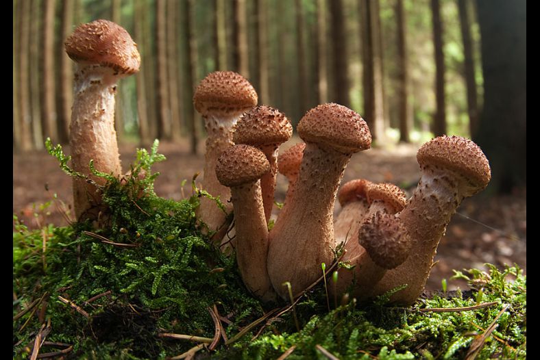 mushroom family II