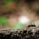 Ant's solitary