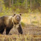 Brown Bear